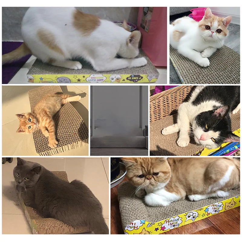 The cat cardboard scratch